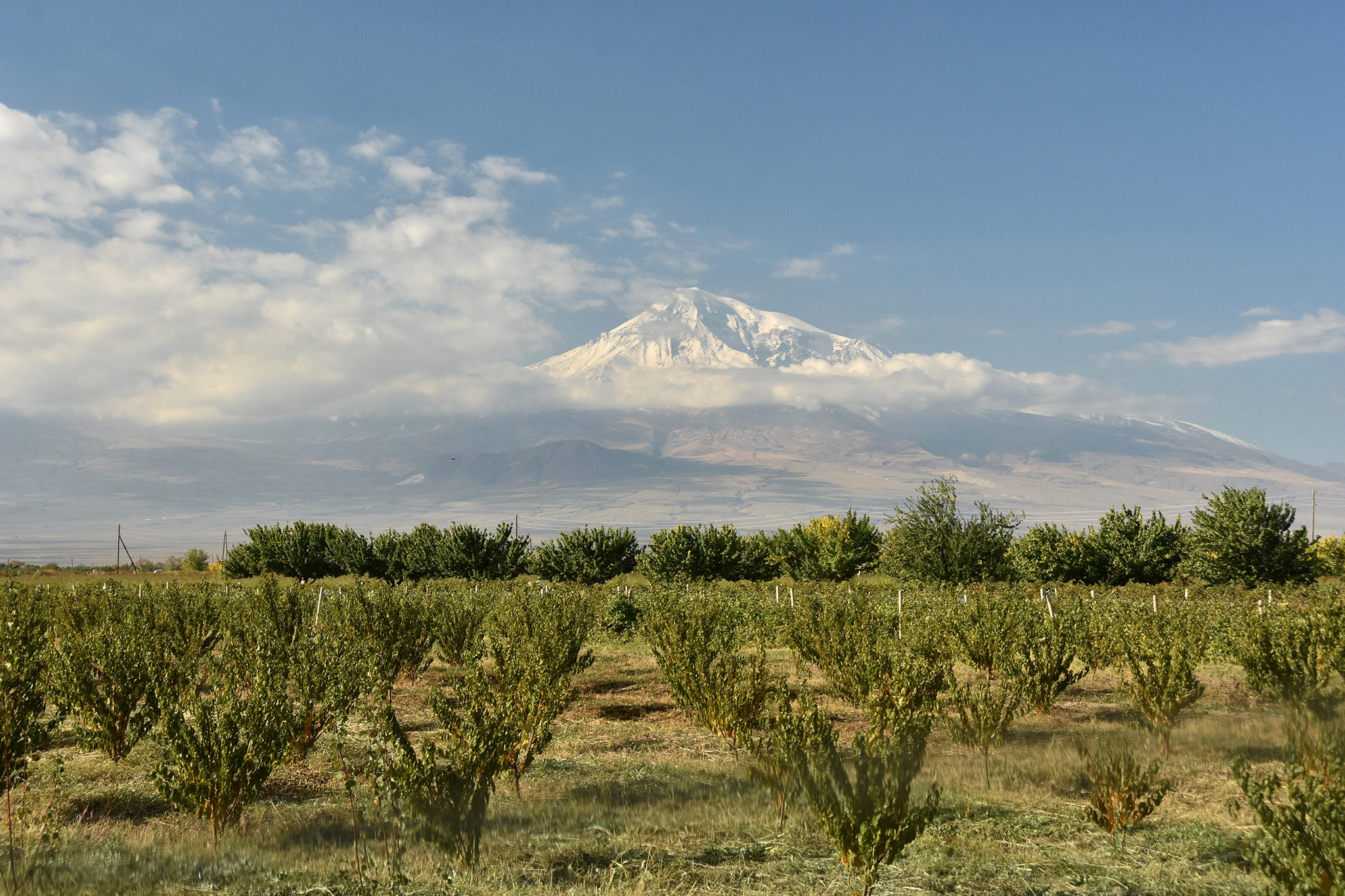 Ararat (Вид на Арарат)